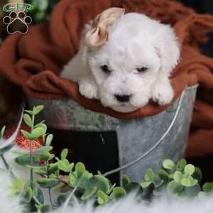 Tiny-Peppermint, Bichon Frise Puppy